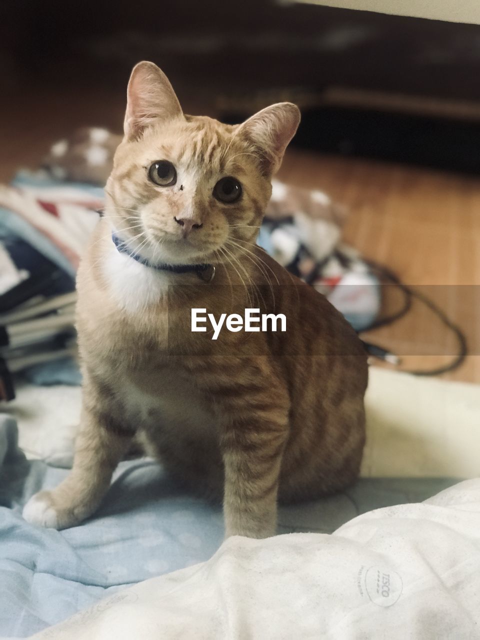 PORTRAIT OF CAT SITTING BY BED