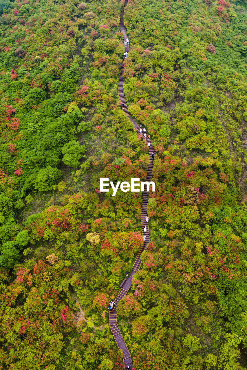 High angle view of trees in forest