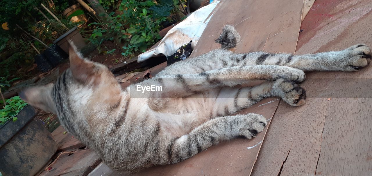 HIGH ANGLE VIEW OF CAT SLEEPING IN A WOOD