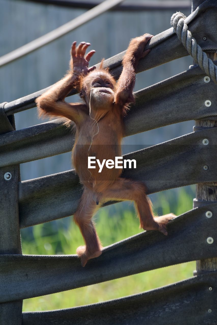 LOW ANGLE VIEW OF MONKEY HANGING FROM RAILING