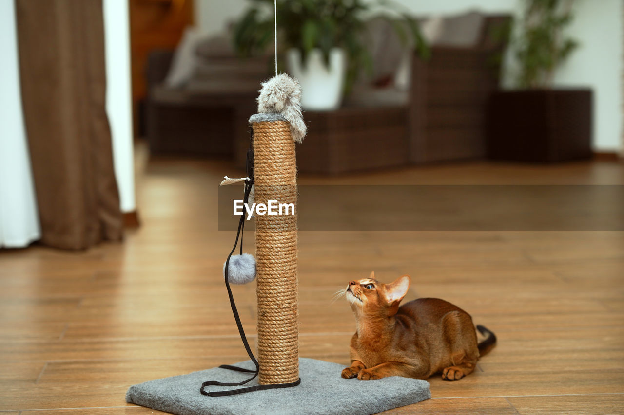 CAT RESTING ON HARDWOOD FLOOR