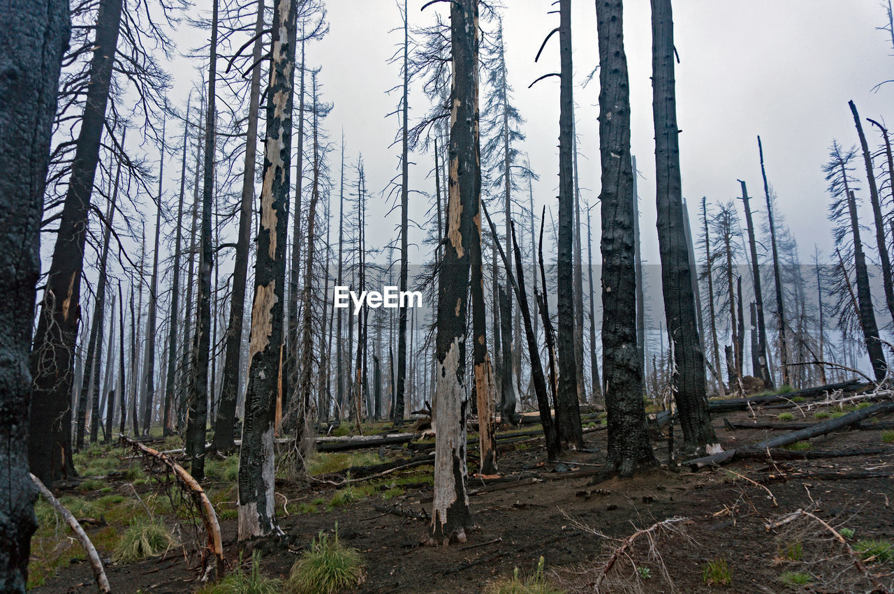 PANORAMIC SHOT OF FOREST