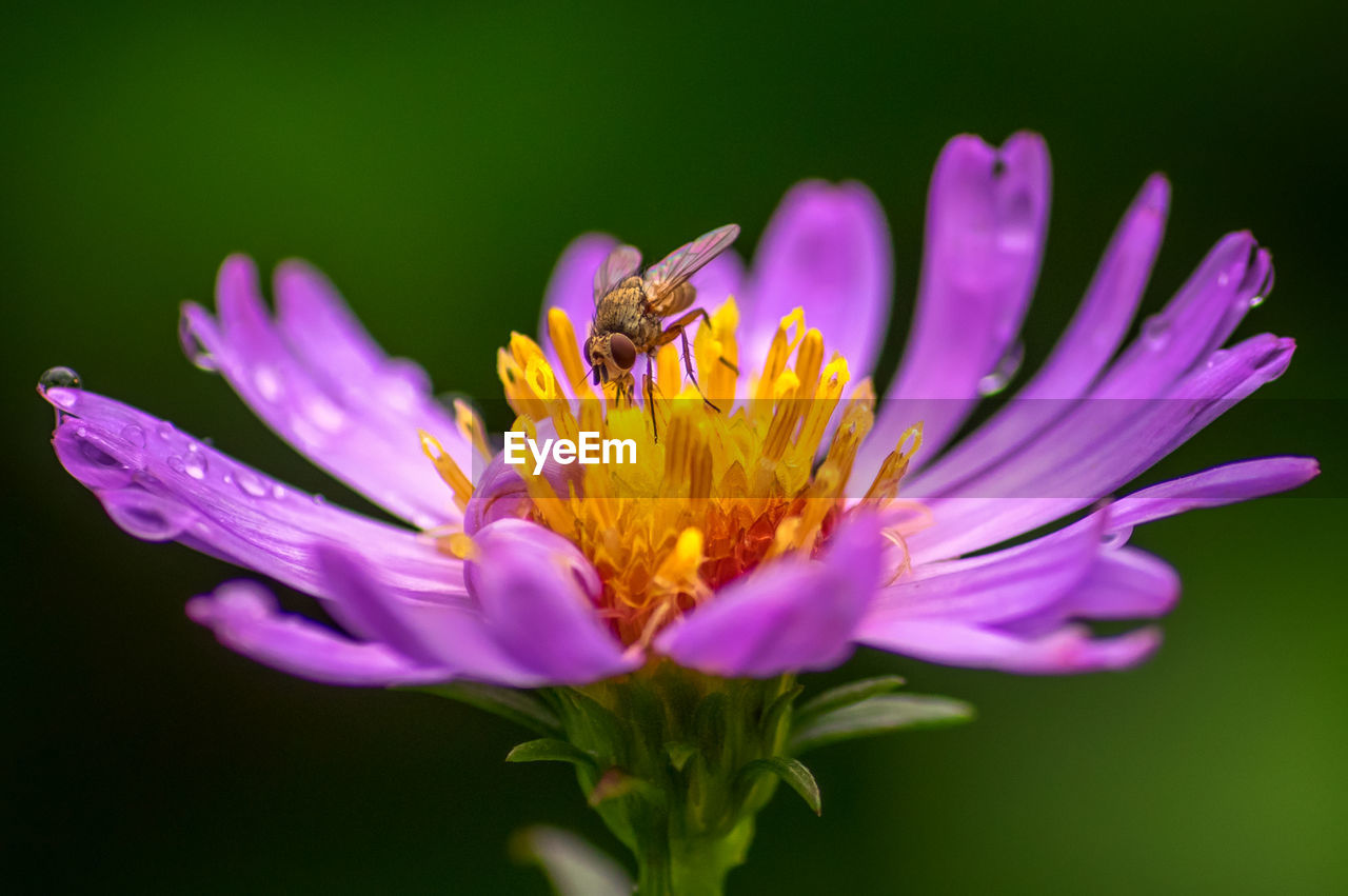 CLOSE-UP OF PURPLE FLOWERING PLANT