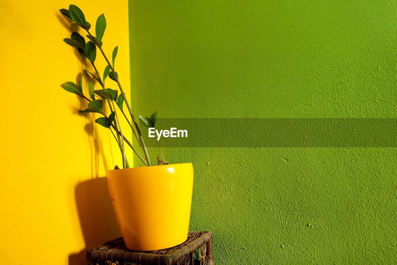 CLOSE-UP OF YELLOW POTTED PLANT ON TABLE