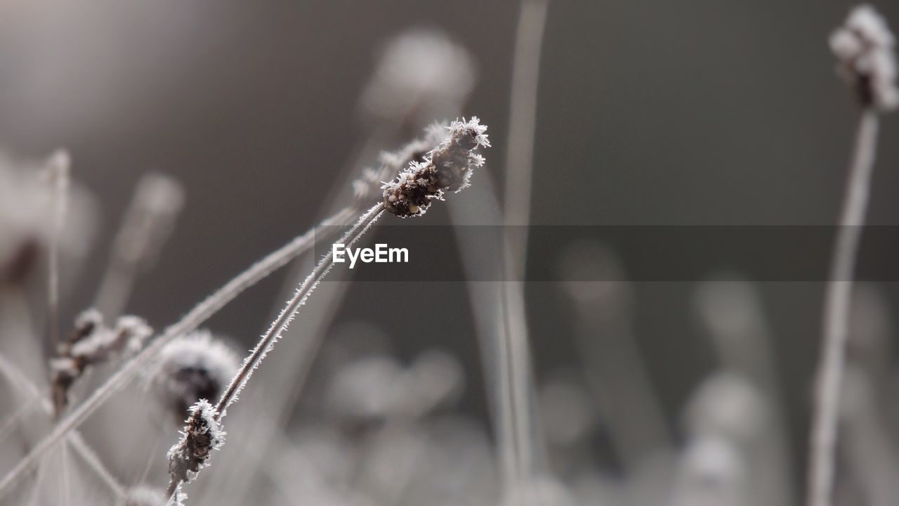 CLOSE-UP OF FROST ON PLANT DURING WINTER