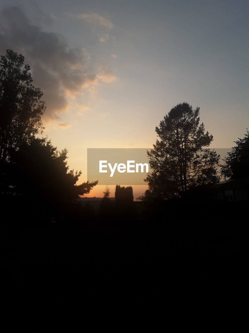 SILHOUETTE TREES AND PLANTS AGAINST SKY DURING SUNSET