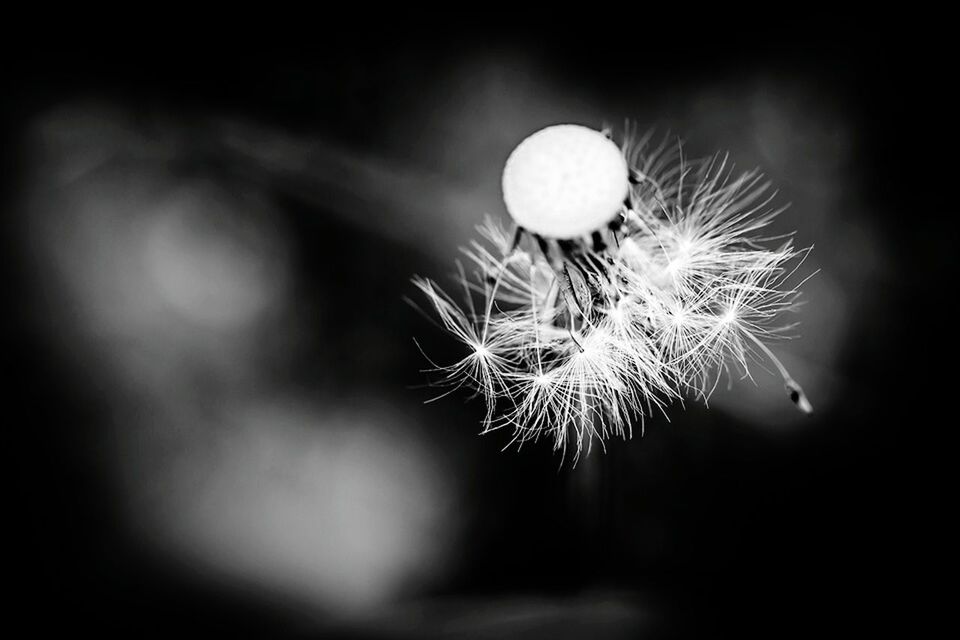 CLOSE-UP OF DANDELION AT NIGHT