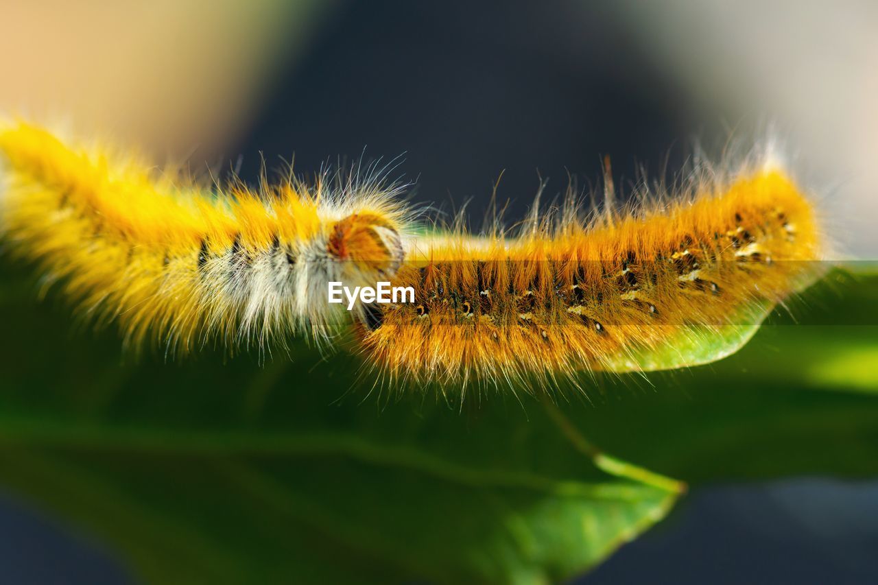 Close-up of  caterpillar kissing on a green leaf 