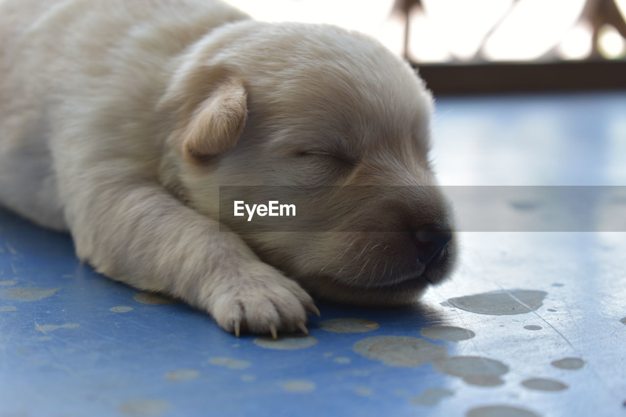 Close-up of puppy resting on floor
