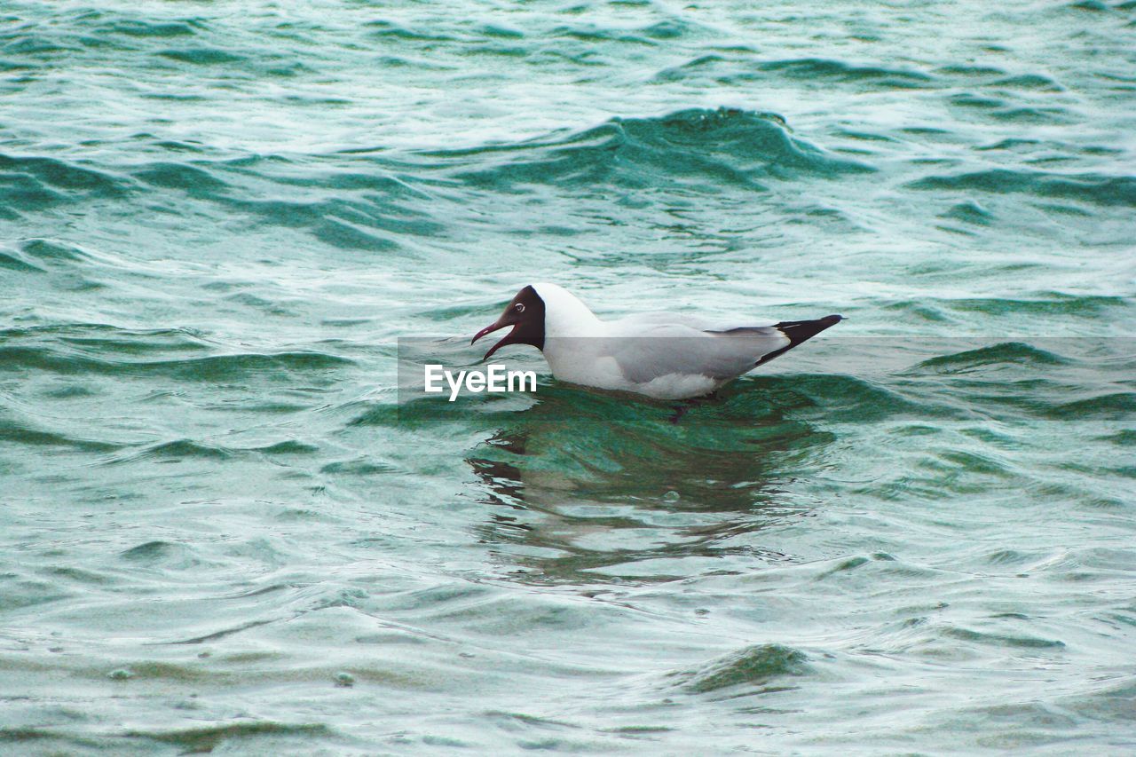 Seagull on sea