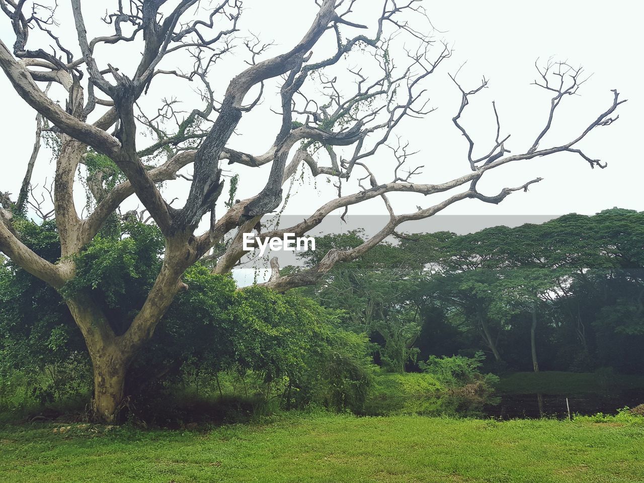 TREES GROWING ON FIELD