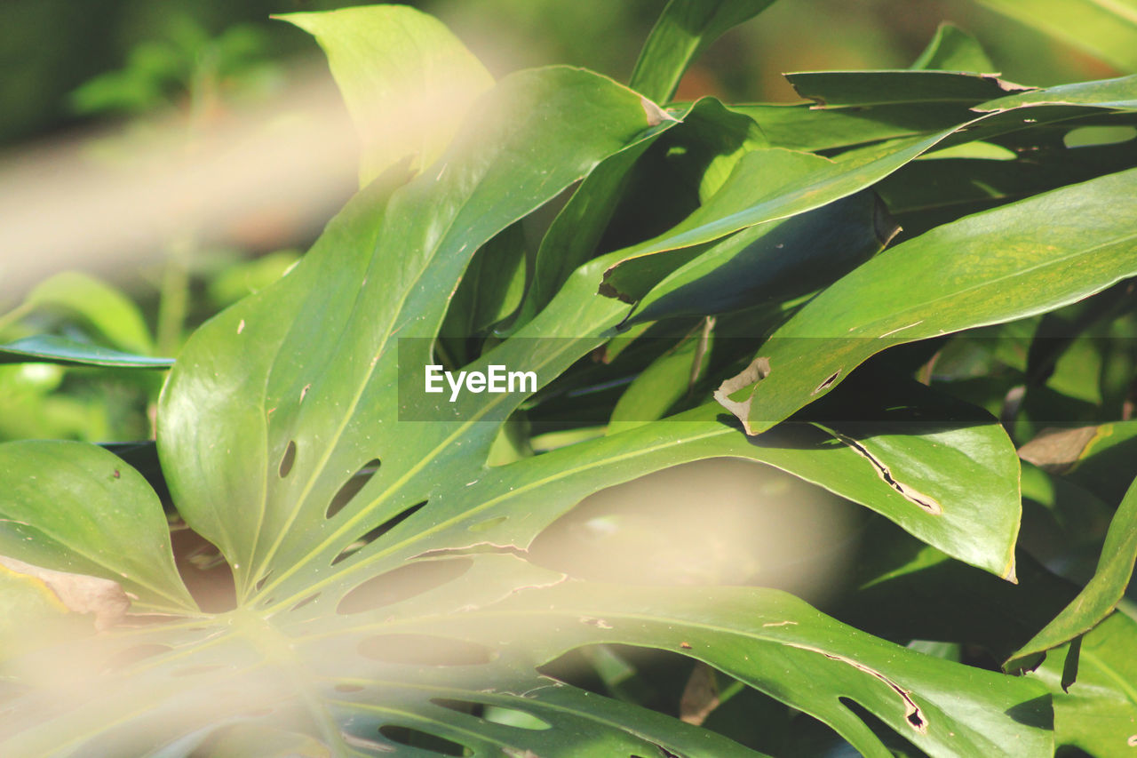 CLOSE-UP OF WATER DROPS ON LEAVES