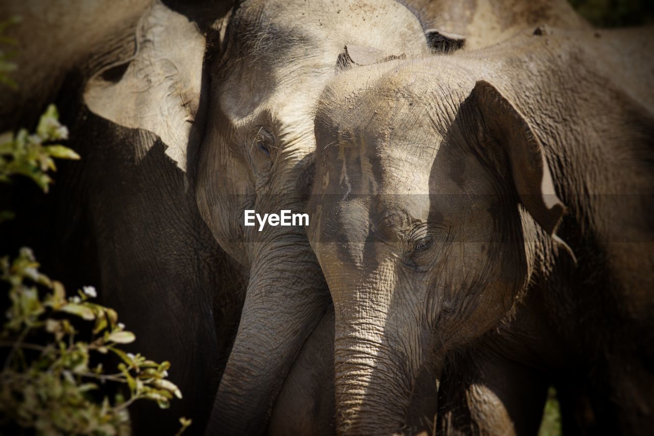 CLOSE-UP PORTRAIT OF ELEPHANT OUTDOORS