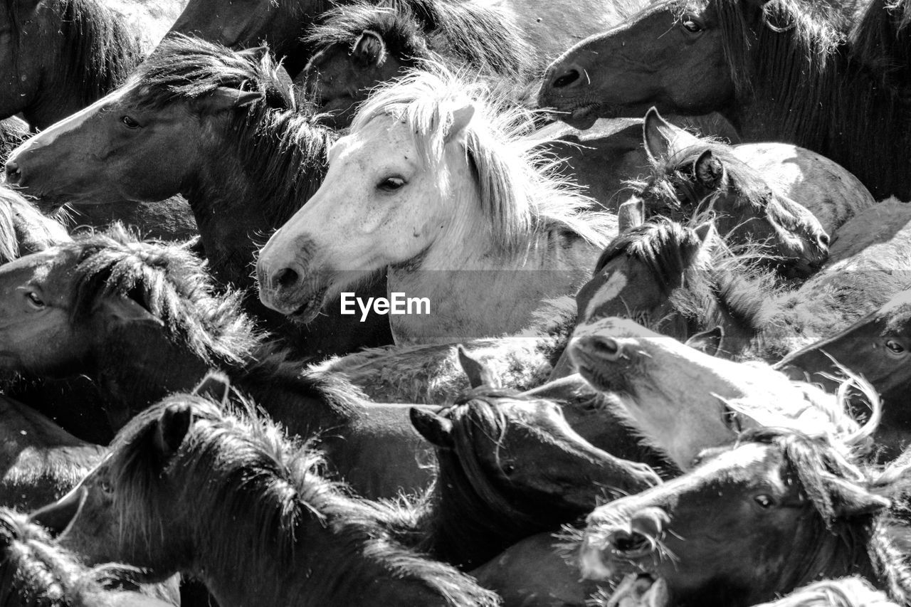 High angle view of horses