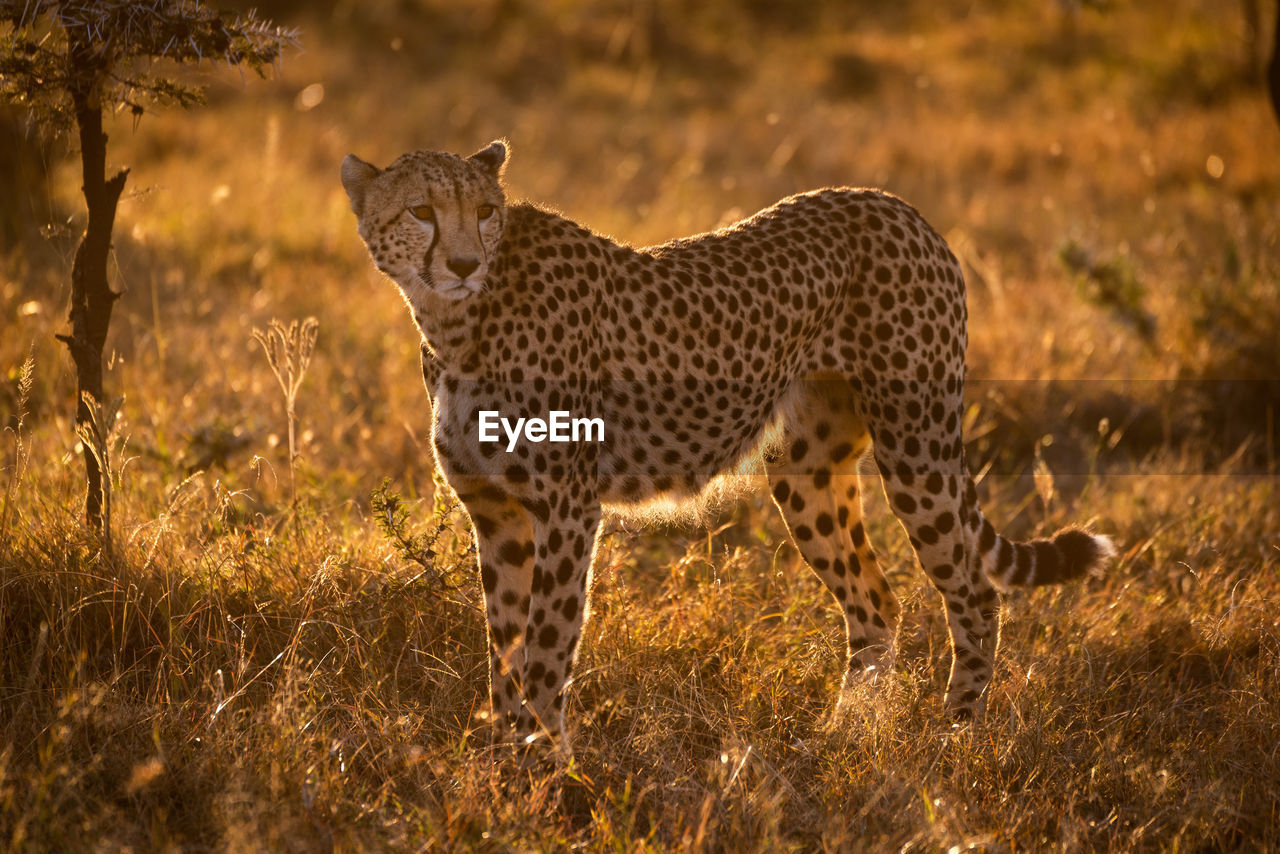 Cheetah looking away while standing on grassy field during sunset