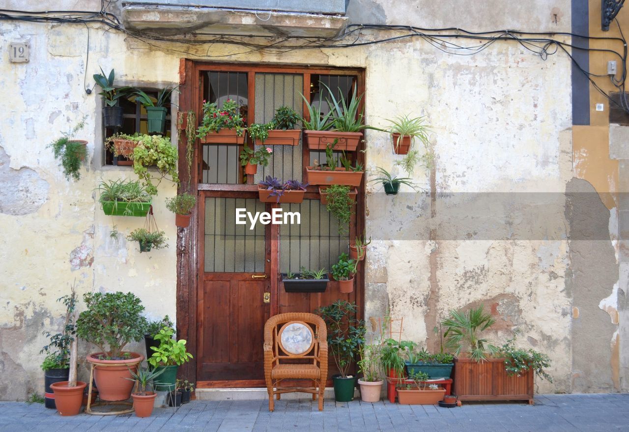 POTTED PLANTS IN THE HOUSE