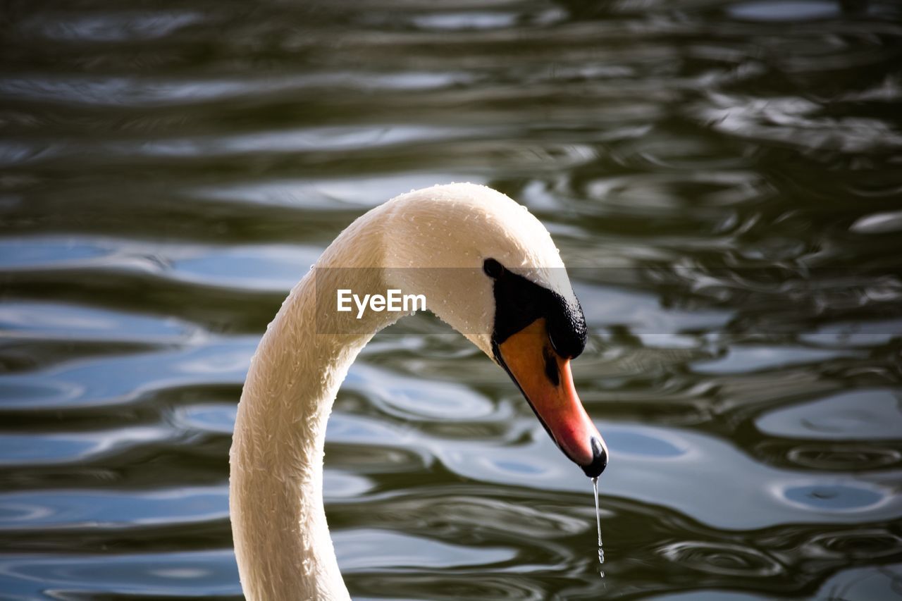 CLOSE-UP OF SWAN IN LAKE