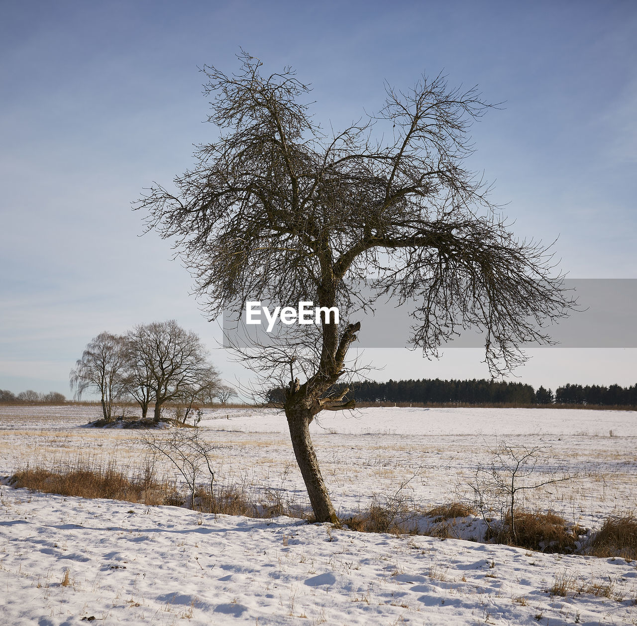 BARE TREES ON SNOW COVERED LAND