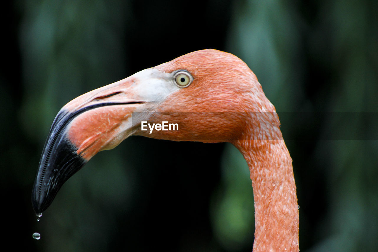 Close-up of flamingo