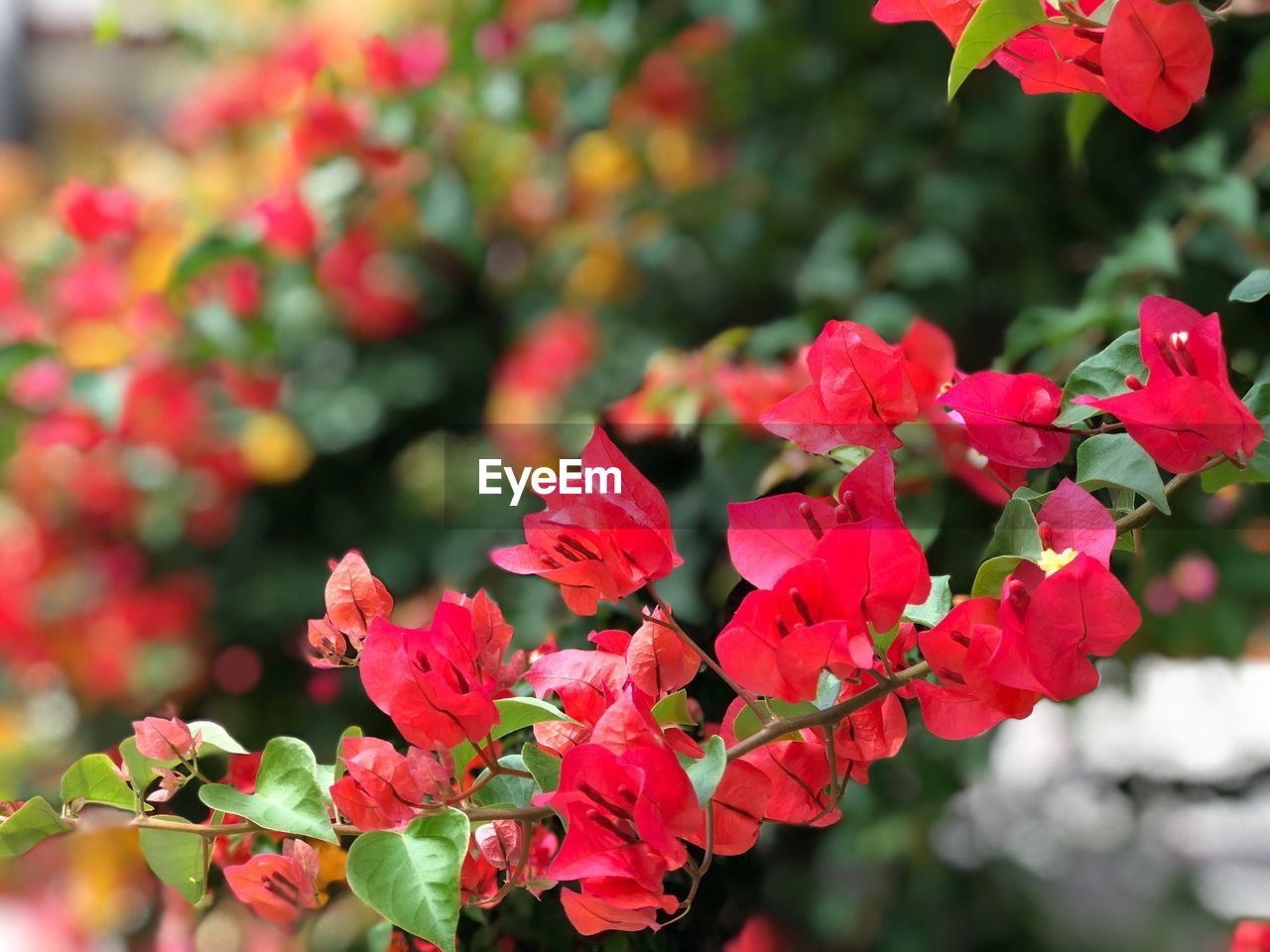 Close-up of red flowering plant