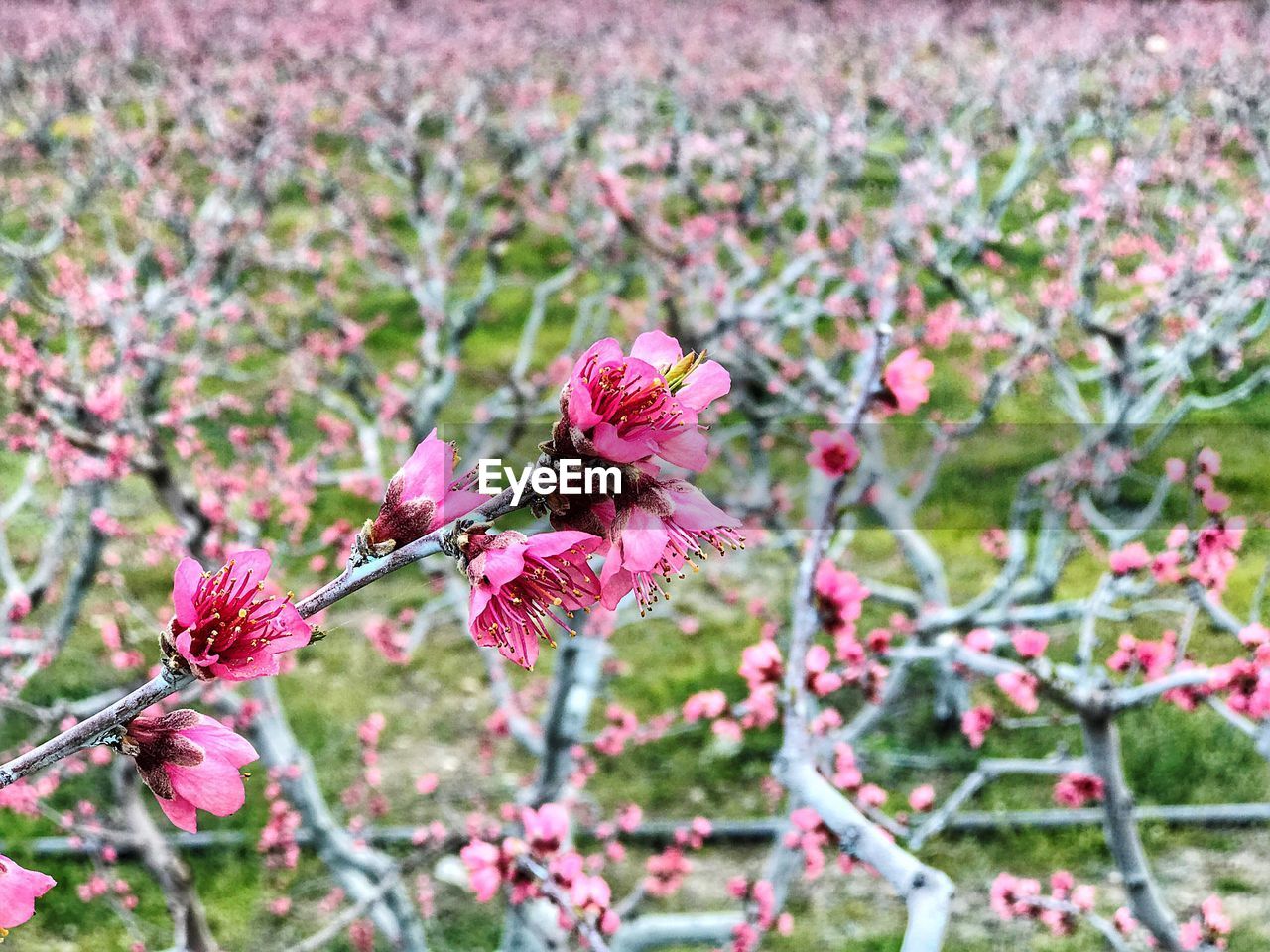 CLOSE-UP OF FRESH PINK FLOWERS BLOOMING IN PLANT