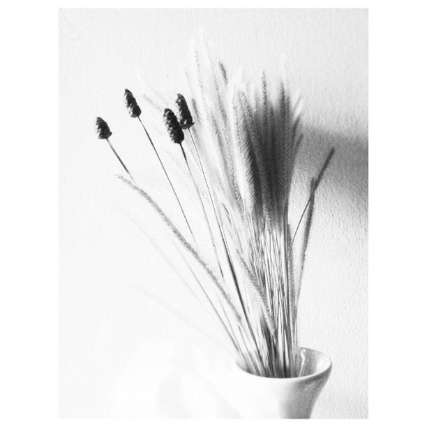 CLOSE-UP OF FLOWERS OVER WHITE BACKGROUND