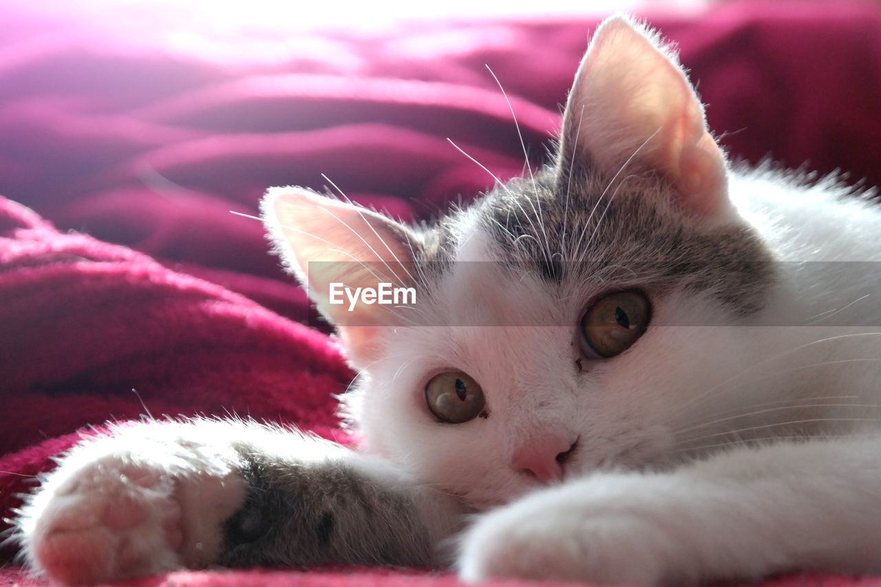 Close-up portrait of cat relaxing