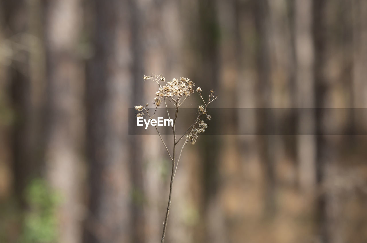 Bouquet of dried weeds growing in the forest