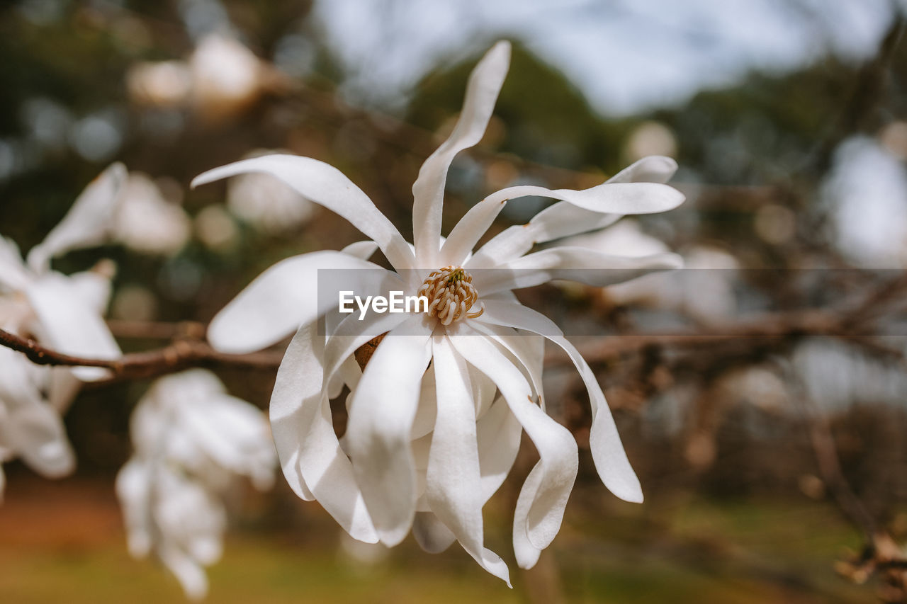 close-up of white flowers