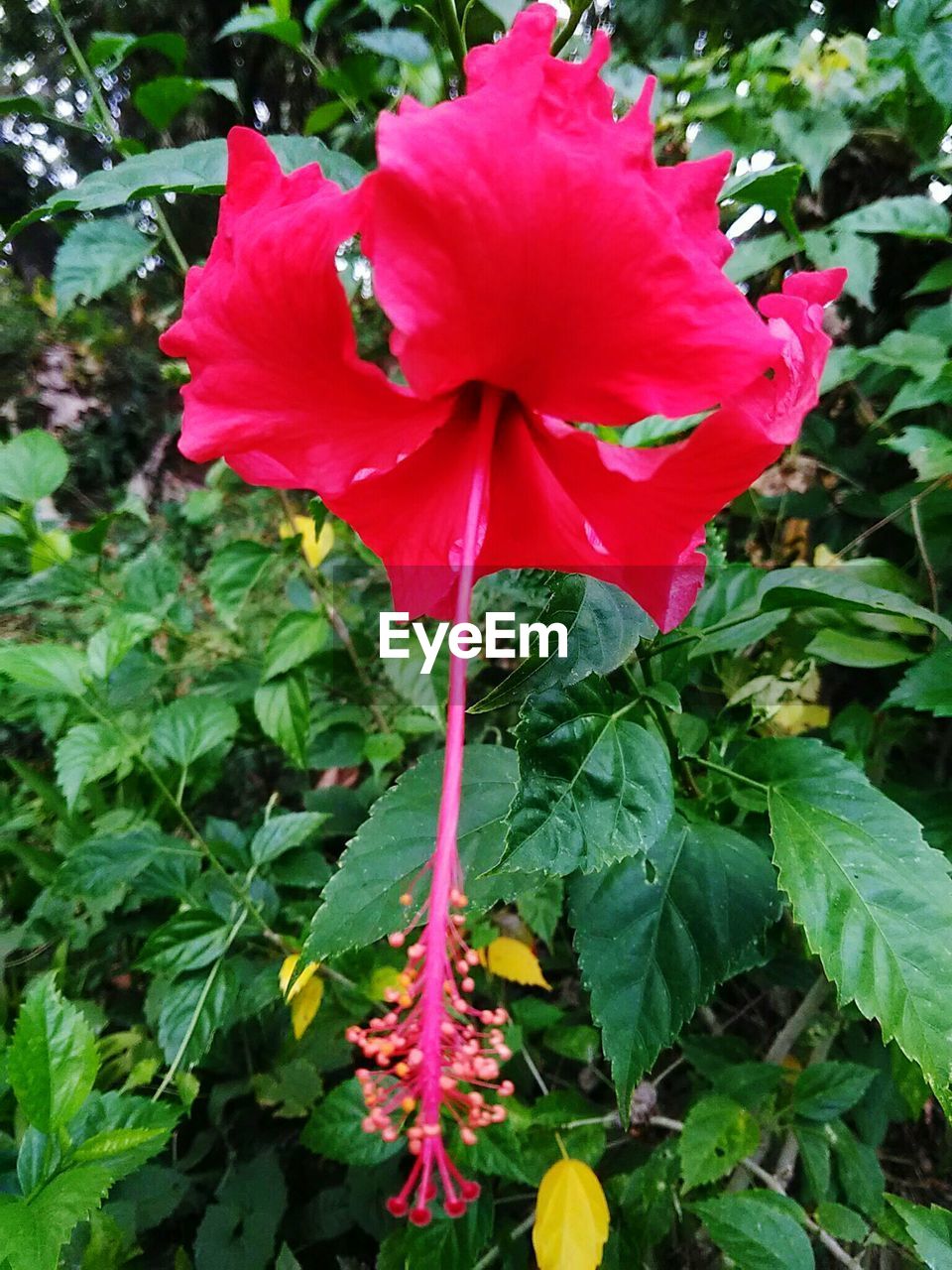 CLOSE-UP OF HIBISCUS BLOOMING OUTDOORS