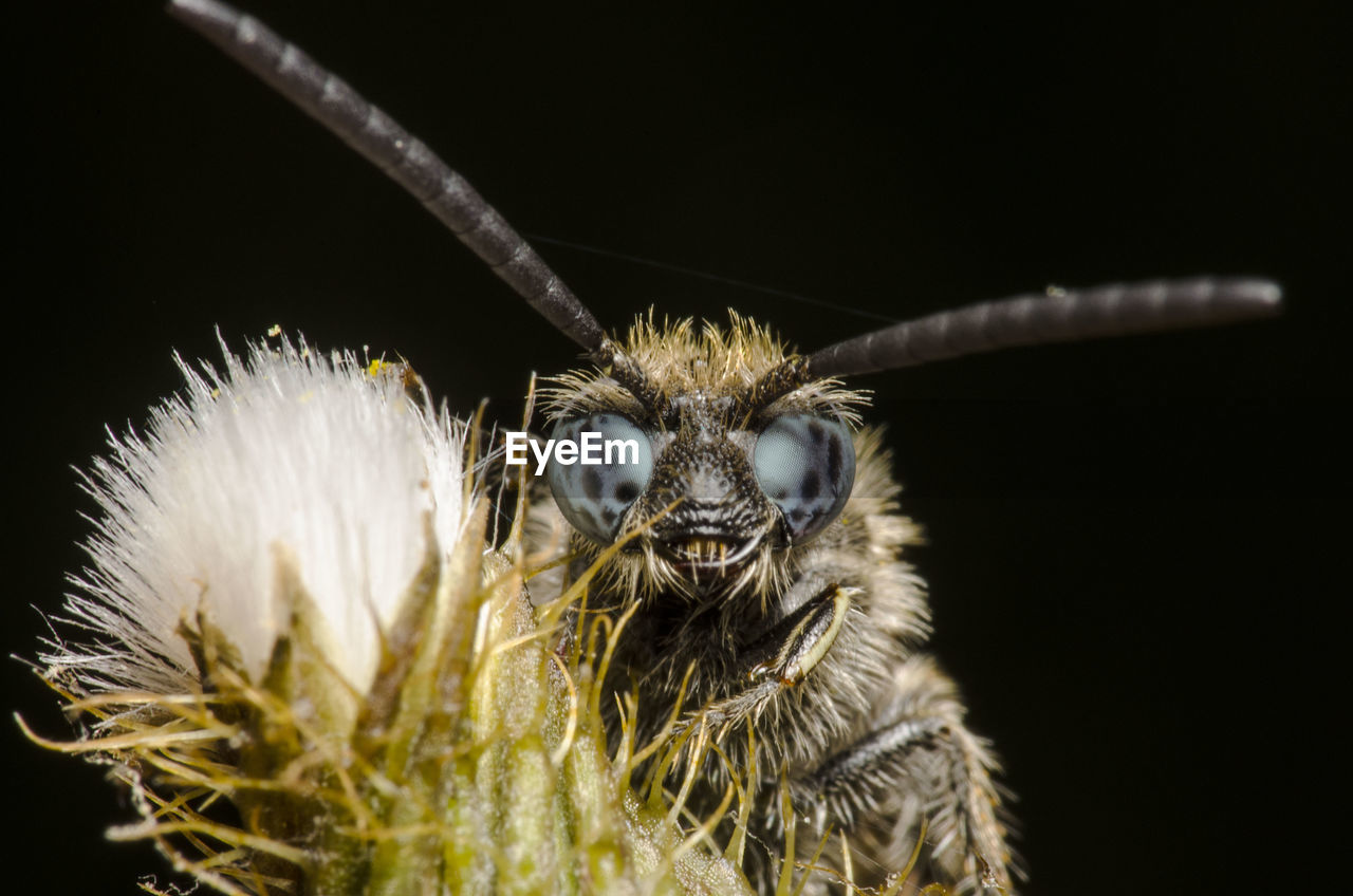 Extreme close-up of bee on flower against black background