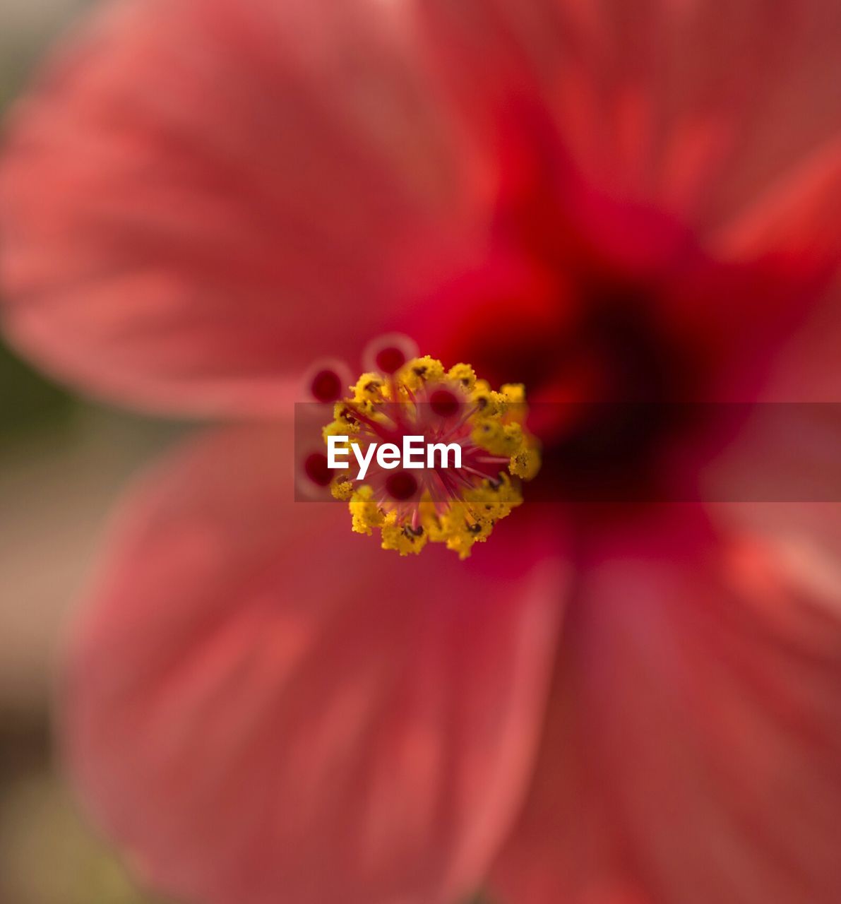 Close-up of flower stamen