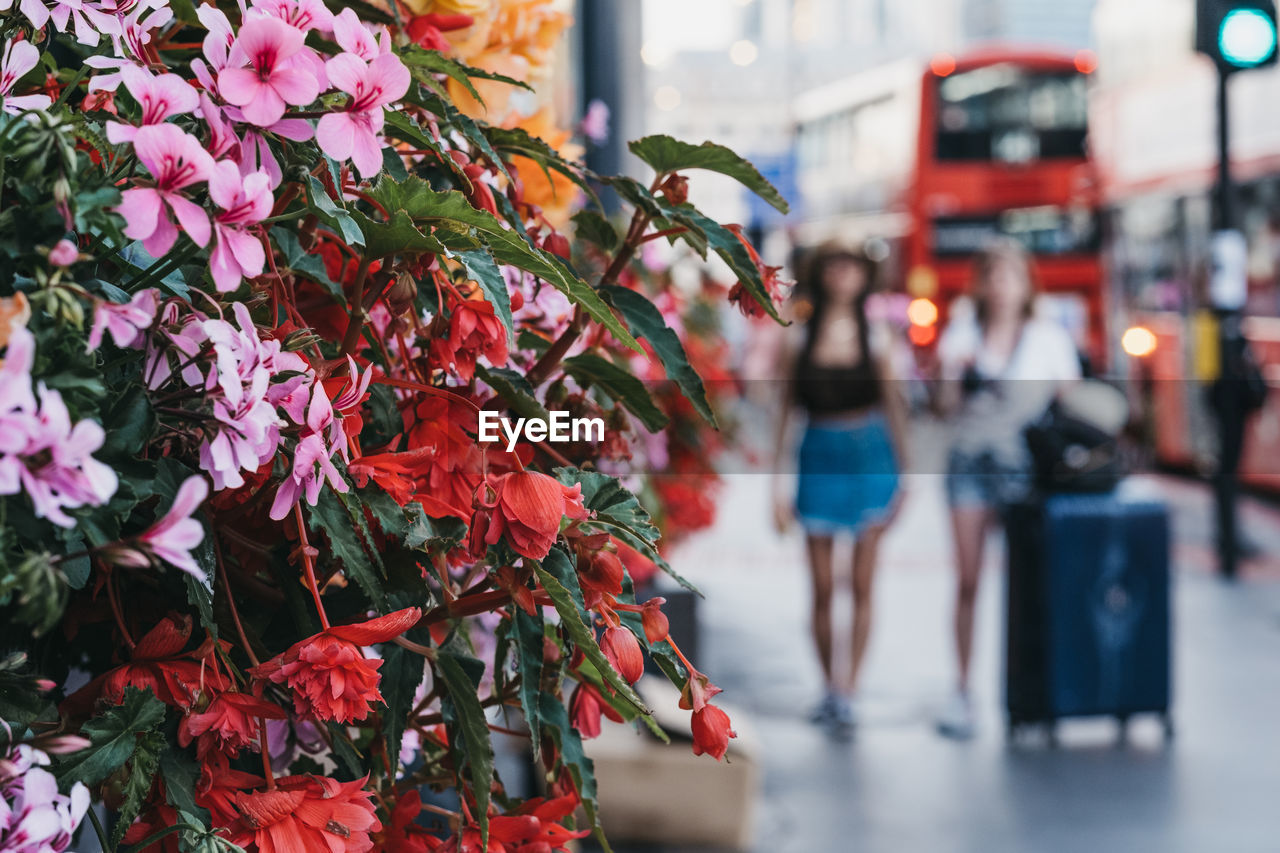 Unidentified tourists with luggage walking on a street in london, uk, past the building with flowers