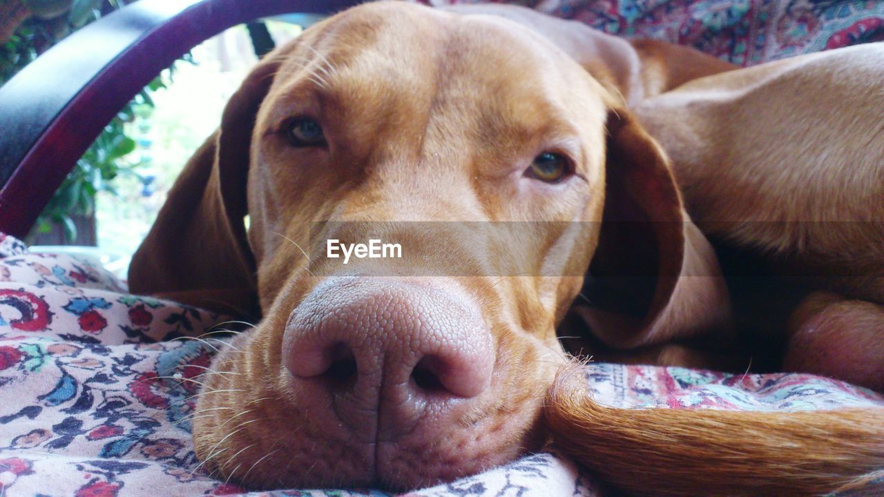 Close-up of dog resting