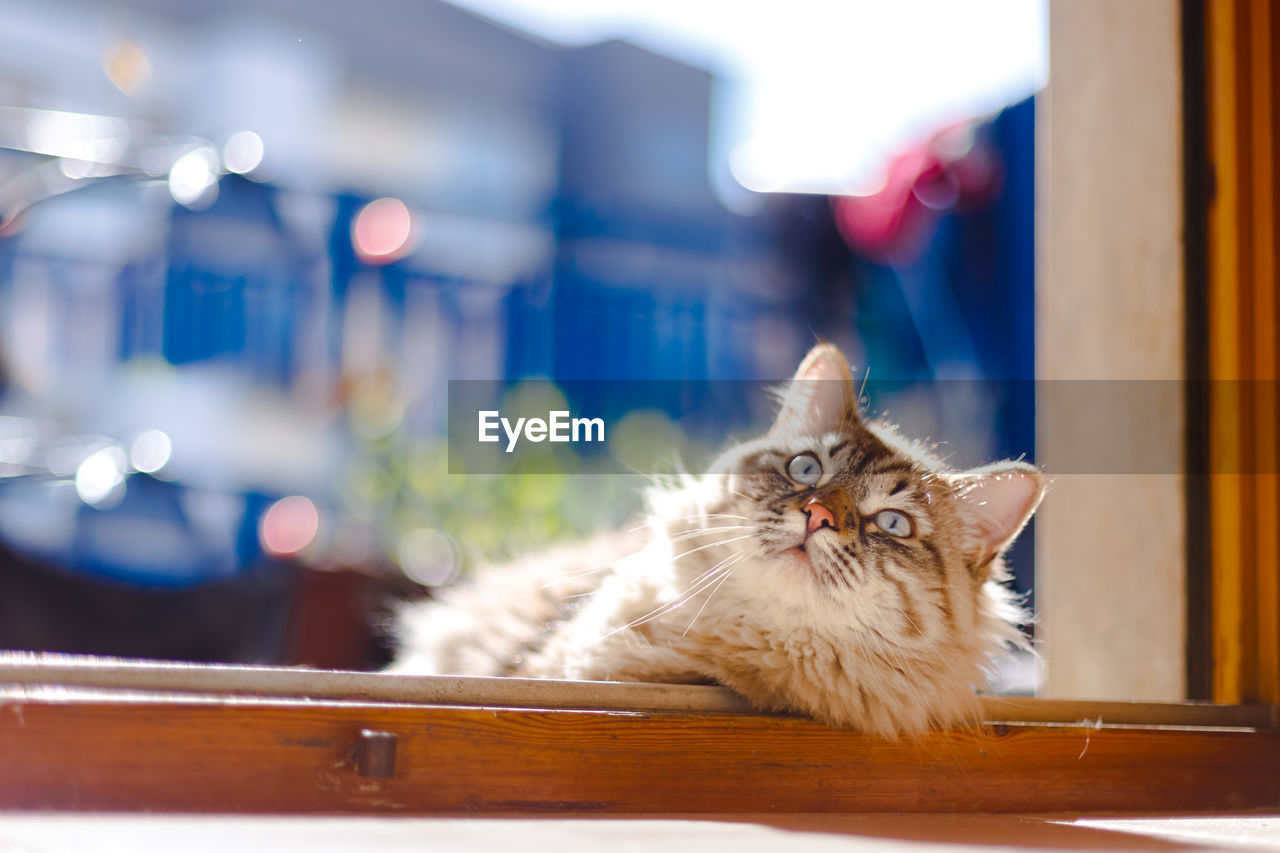 CLOSE-UP PORTRAIT OF CAT LOOKING AT TABLE