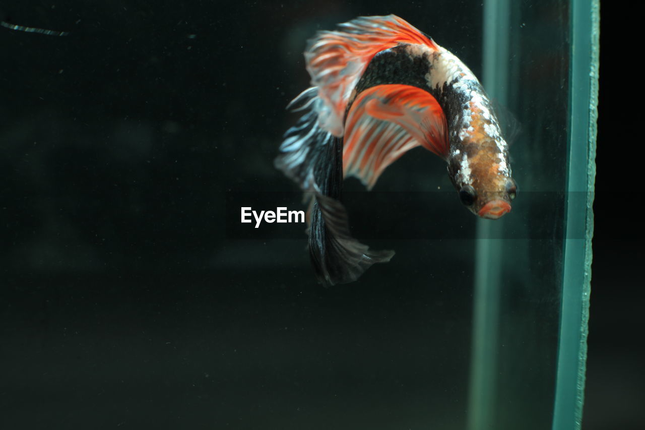 Close-up of fish swimming in tank