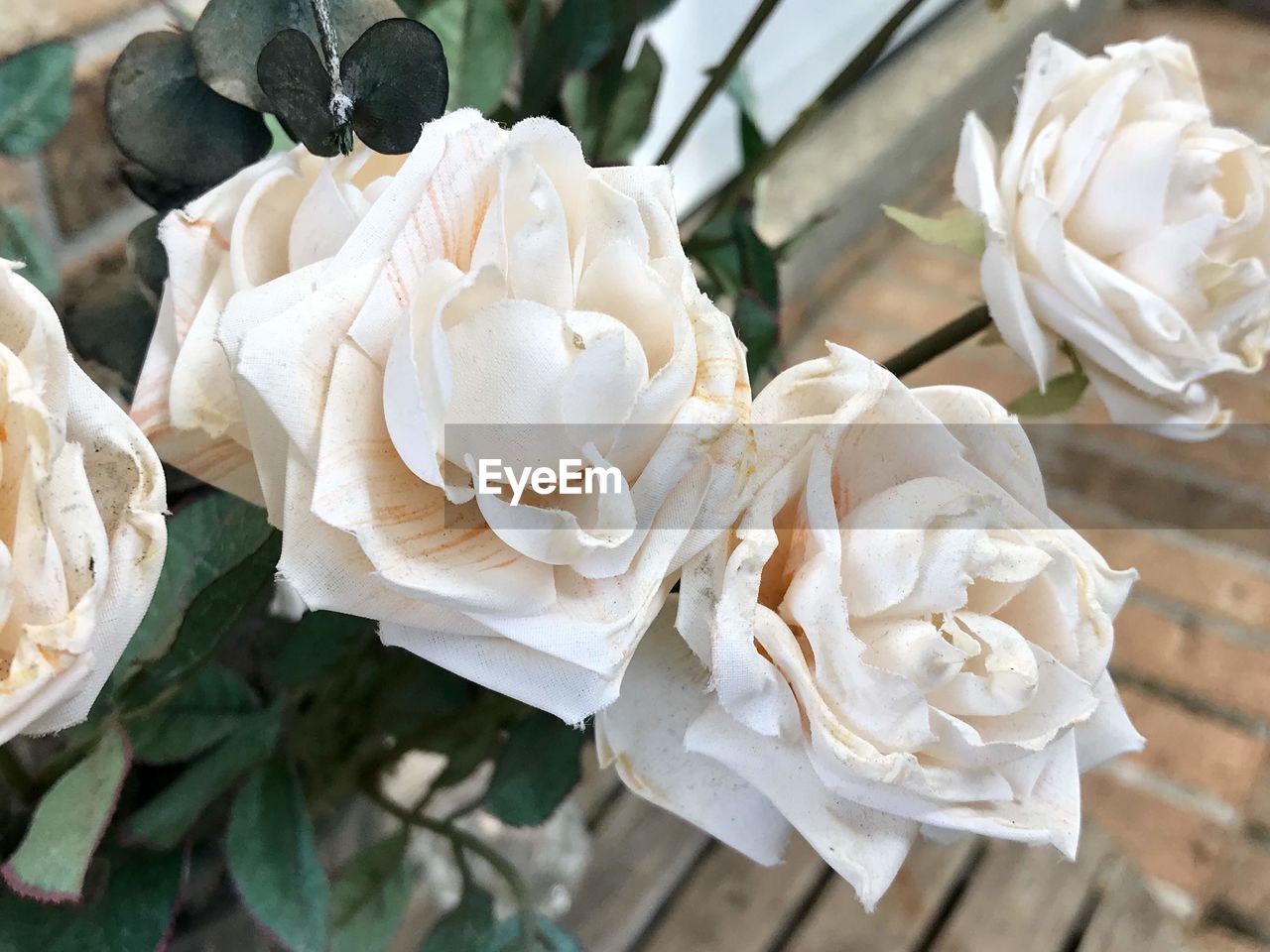 Close-up of white roses