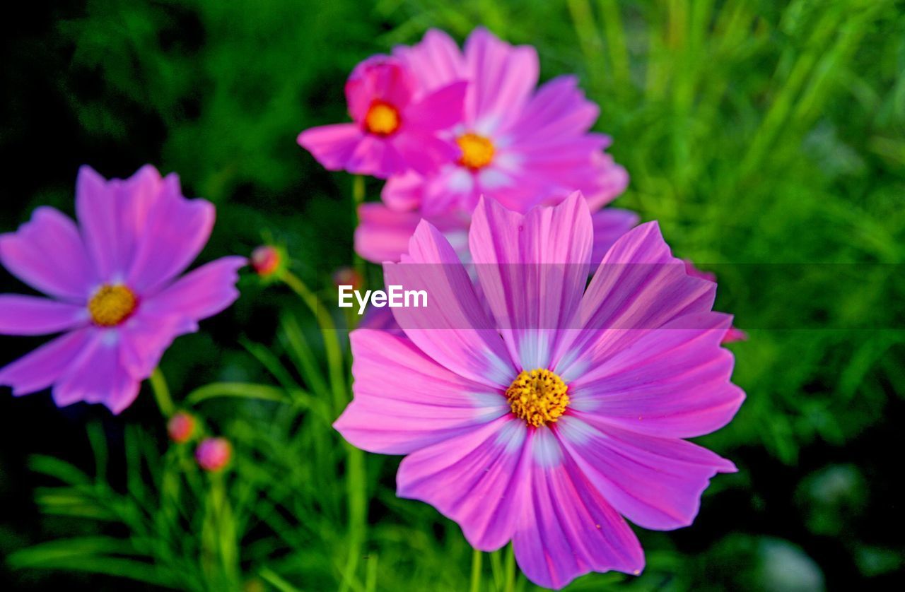 Close-up of pink flowering plants