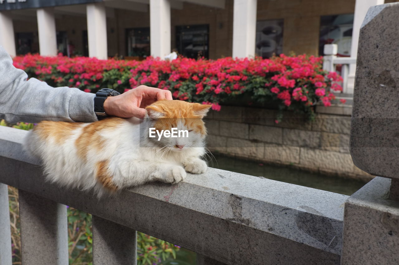 CAT RELAXING ON FLOWER POT