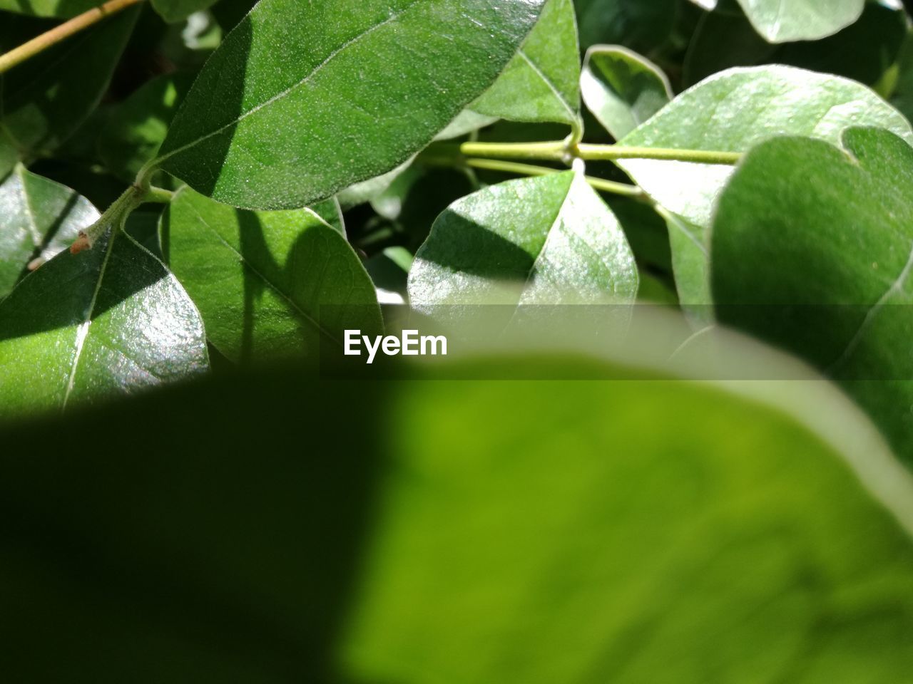 CLOSE-UP OF LEAVES AGAINST BLURRED BACKGROUND