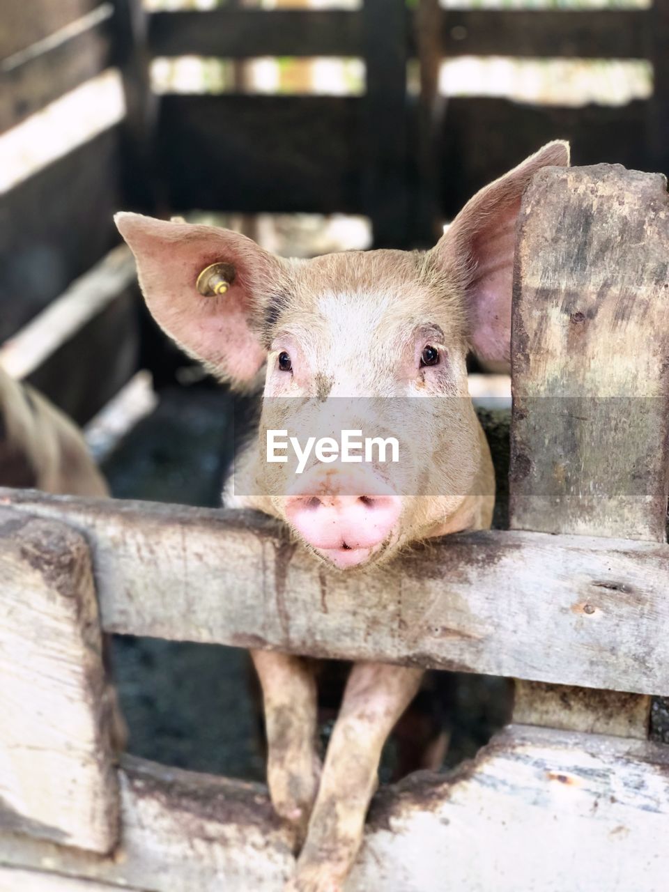 Close-up portrait of a cute piglet in a pen