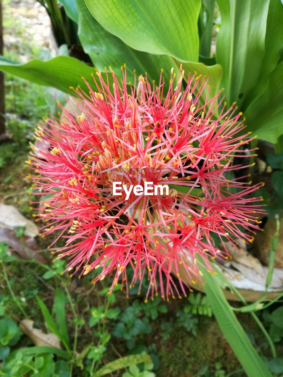 CLOSE-UP OF RED FLOWER GROWING OUTDOORS