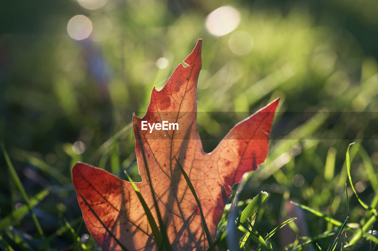 Orange leave in the forest in autumn. nature background