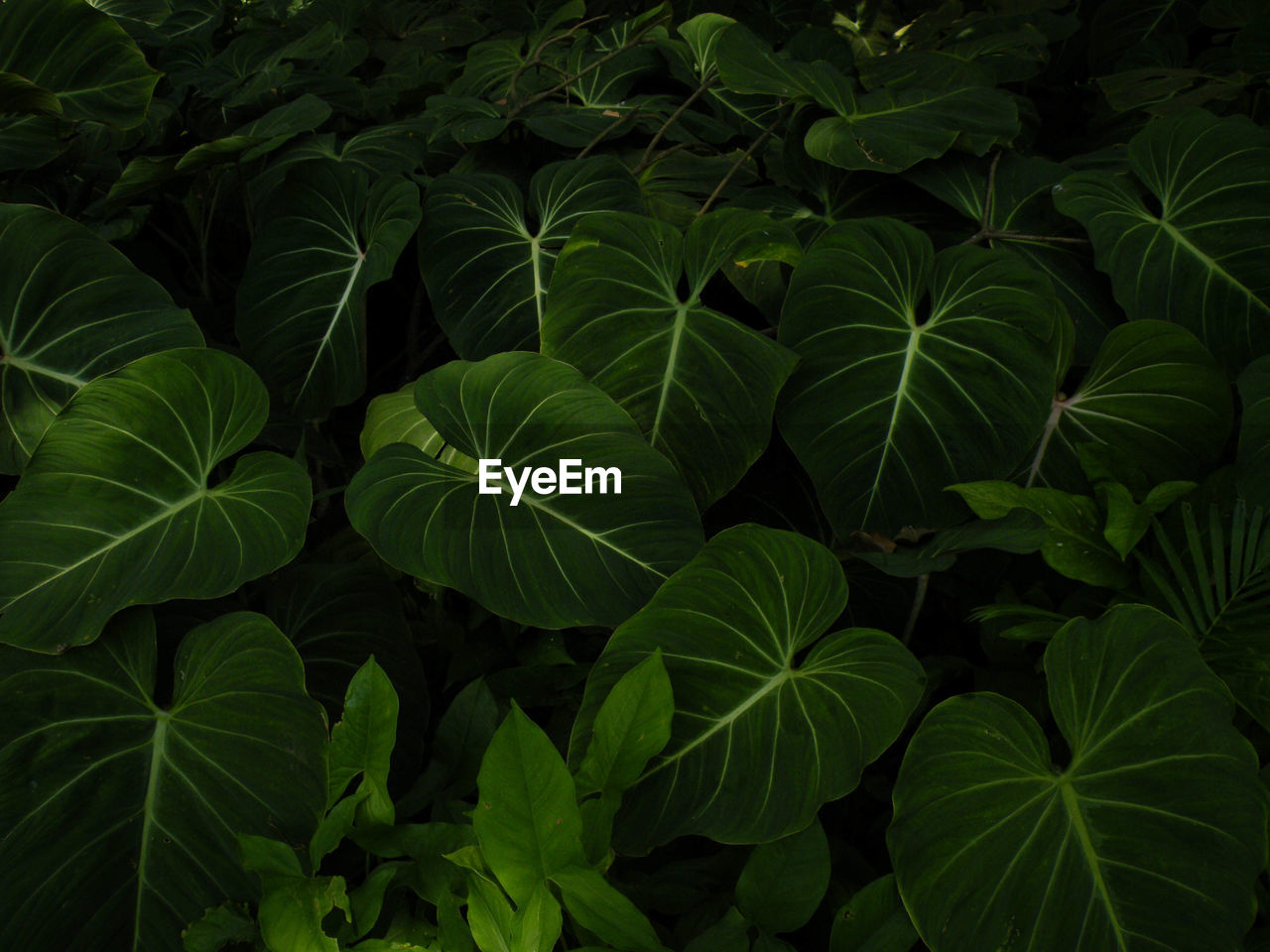 Close-up of green leaves