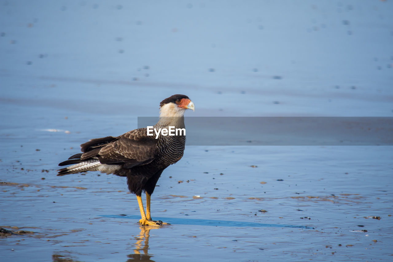 Bird perching on a beach