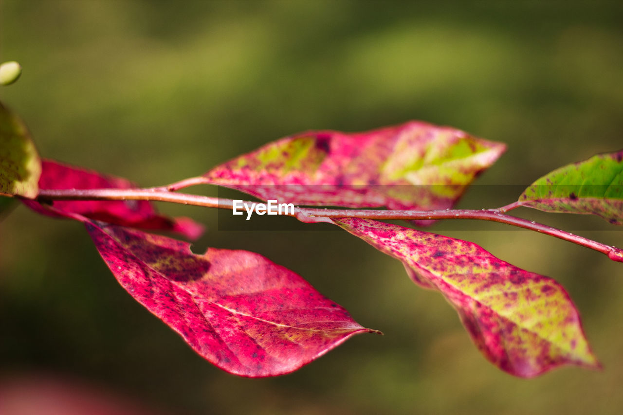 Close-up of maple leaf on leaves