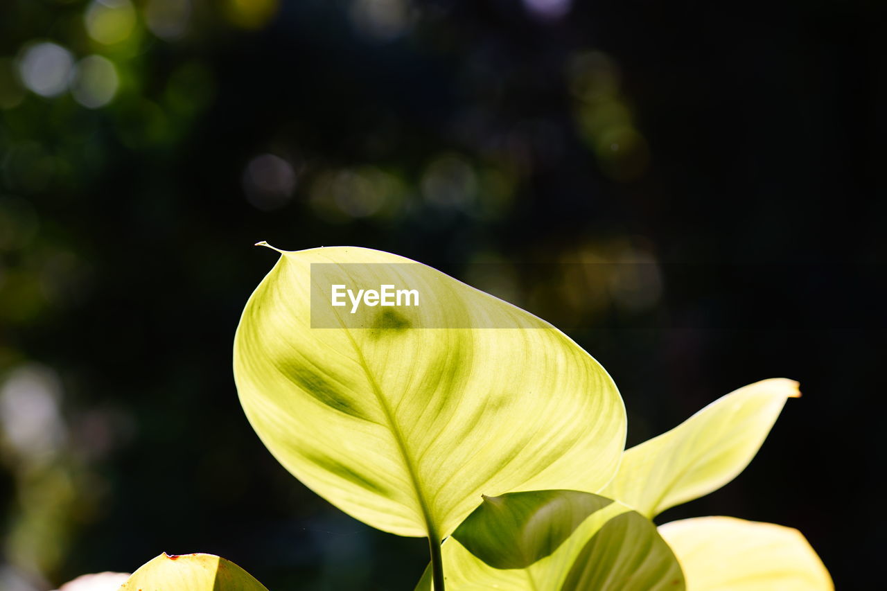 Close-up of flowering plant