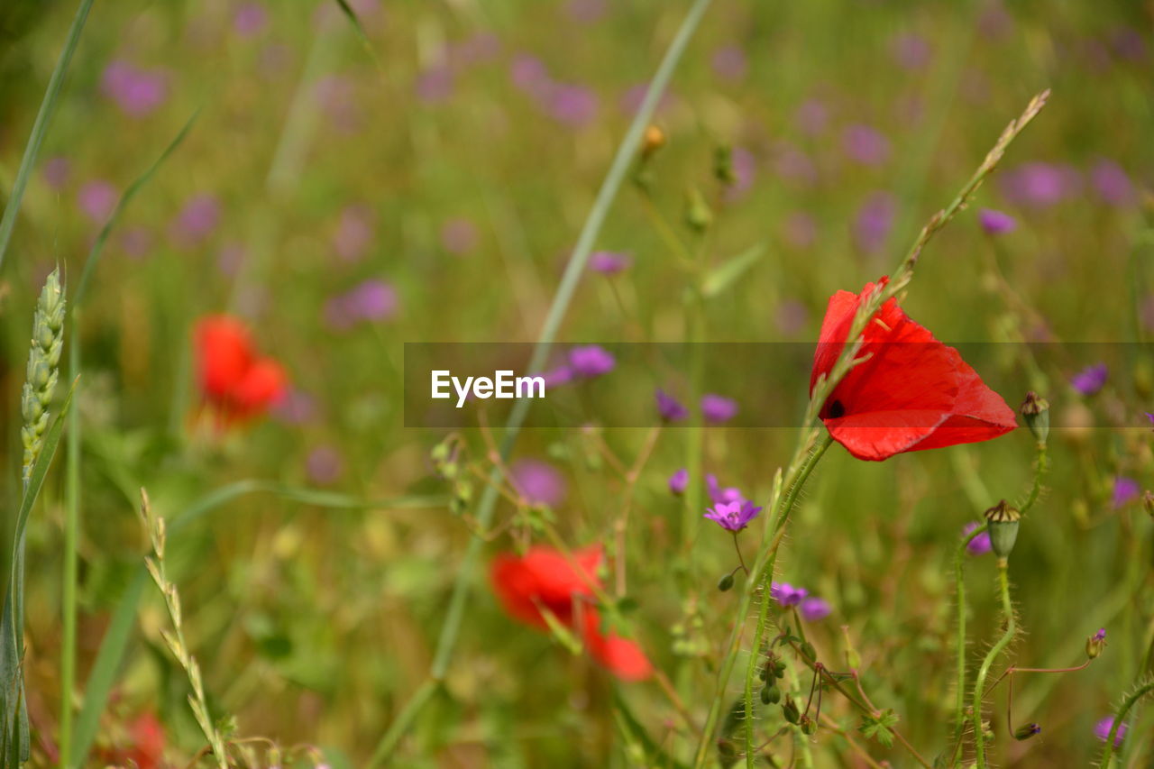 CLOSE-UP OF BUTTERFLY ON RED FLOWER