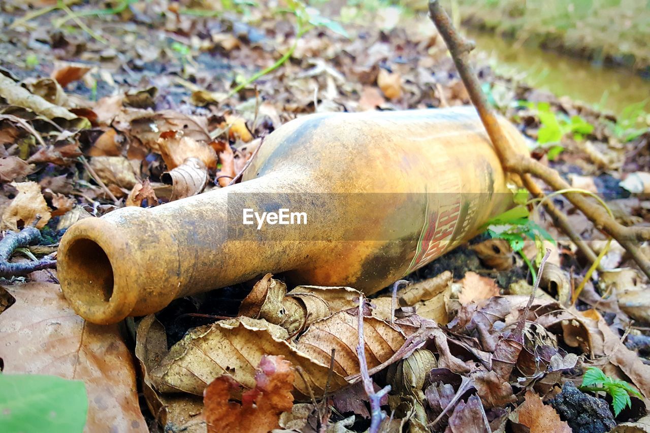 CLOSE-UP OF TREE TRUNK ON FIELD
