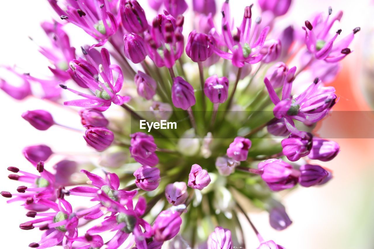 CLOSE-UP OF PINK FLOWER